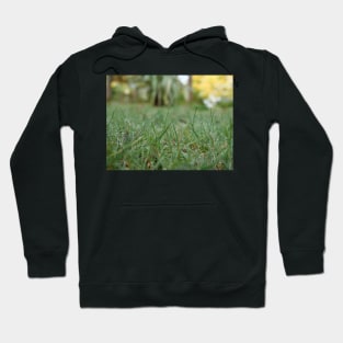 Dew drops on the grass in the morning Hoodie